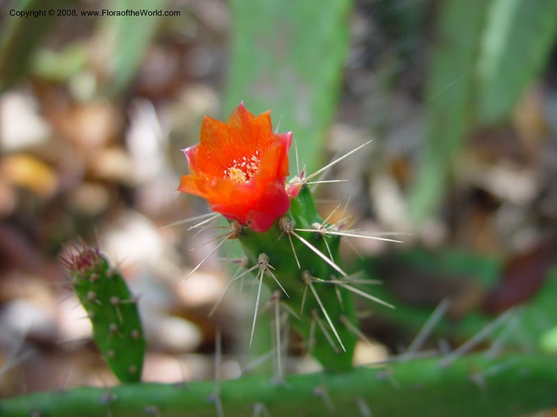 Opuntia spinosissima--FL. Fairchild Trop. Gard. 7 Apr 03. 337.jpg