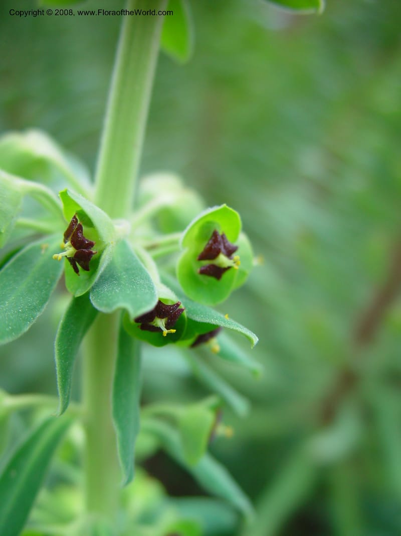 Euphorbia characias. 92.1108--CA. UC Berkeley Bot. Gard.  11 Feb 03. 097.jpg