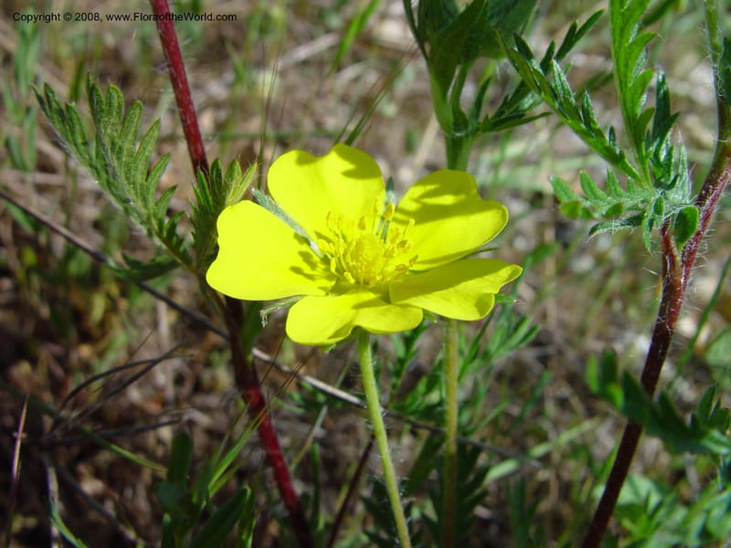 Potentilla--Italy. Abruzzo. N of Bussi on SS 17, Tirino Riv. val. 6 May 03. 026.jpg