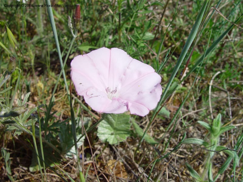 Convolvulus althaeoides--Italy. Abruzzo. N of Bussi on SS 17, Tirino River val. 6 May 03. 009.jpg