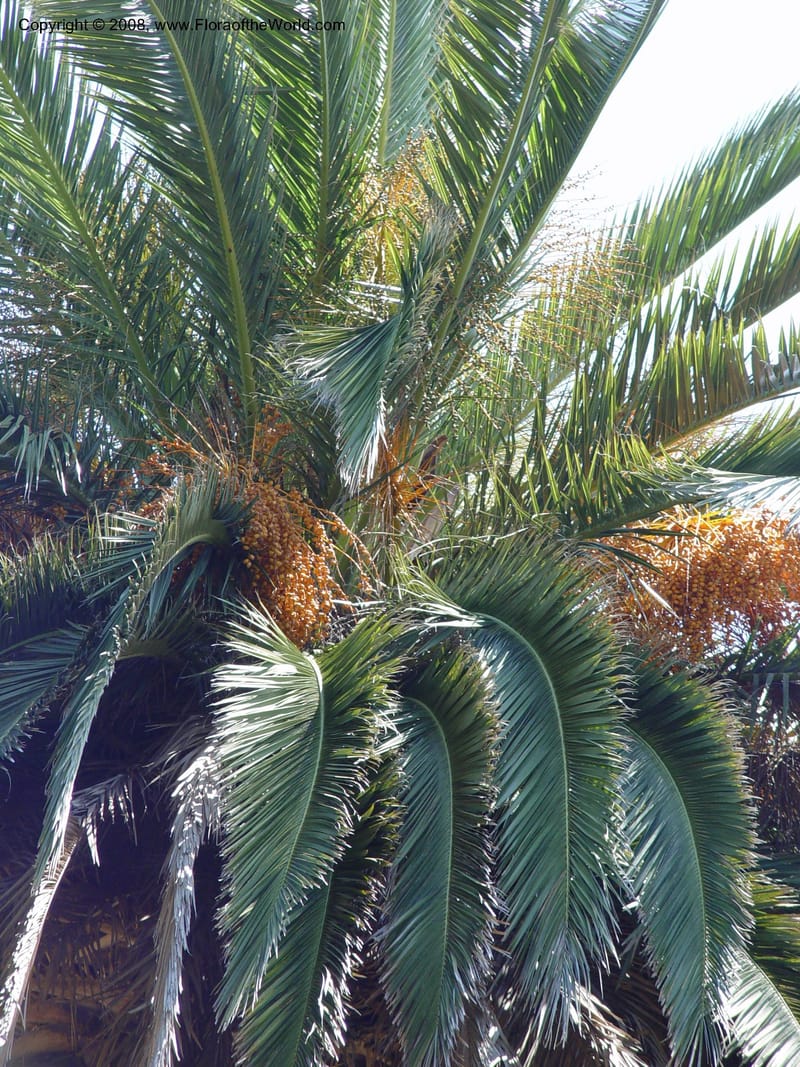 Phoenix canariensis--Spain. Blanes. Marimurtra Bot. Gard. 24 Apr 04. 117.jpg