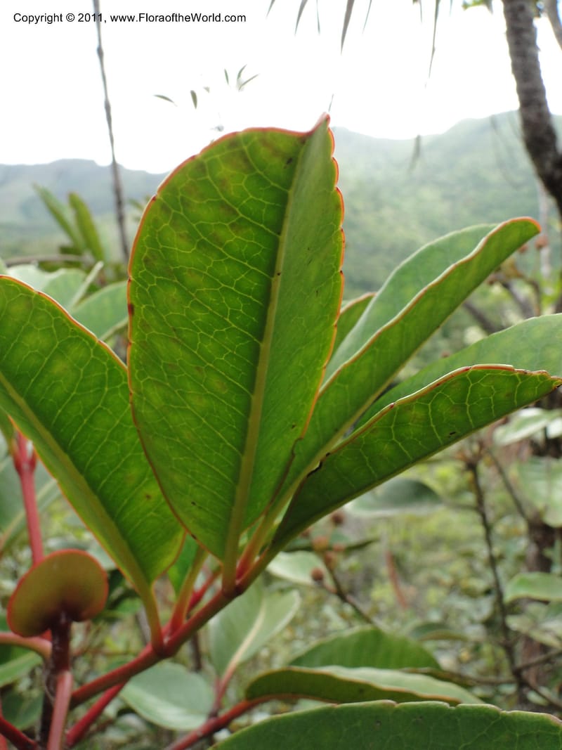 Cunonia macrophylla, not coll.--New Caledonia. Mont Koghis. 18 Jan 2010. 531 (11).JPG