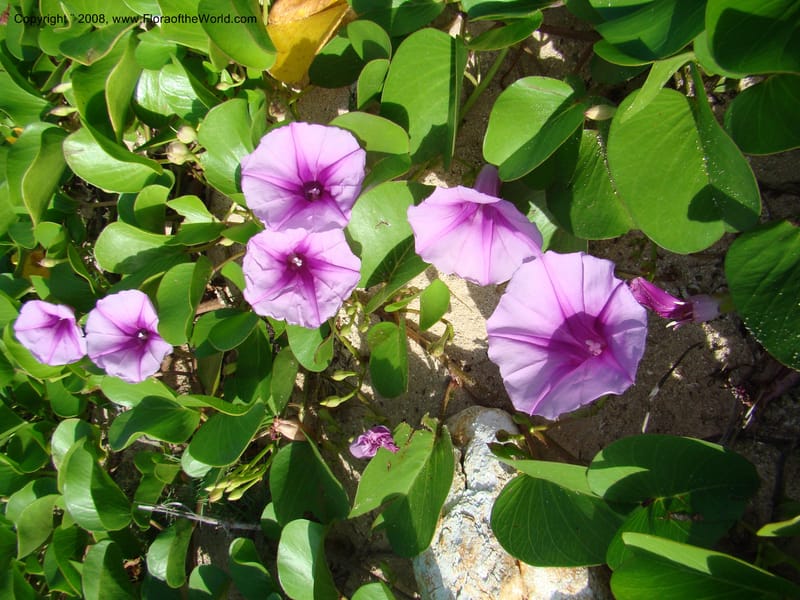 Ipomoea pes-caprae, WDStevens27205--Nicaragua. RAAS. Corn Island, Sally Peachy. 13 Jun 08. 006.jpg