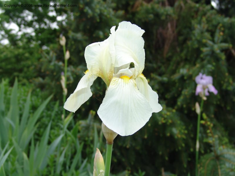 Iris pallida--France. Paris. Jardin des Plantes. 28 Apr 05. 134.jpg