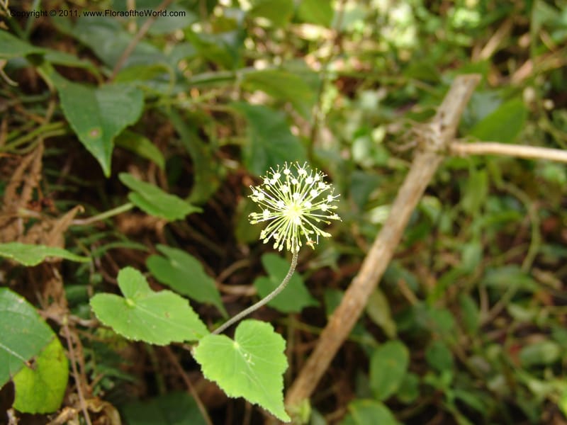 Hydrocotyle acutifolia, RVasquez 31477--Peru. Prov. Oxa. Parq. Nac. Yanachaga Chemillen. 12 Oct 06. 448 (5).jpg