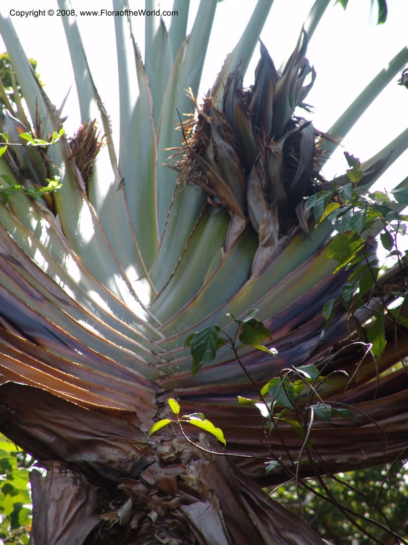 Ravenala madagascariensis, not coll.--Madag. Antsir. Nosy Be. Lokobe Forest. 14 Nov 06. 223.jpg