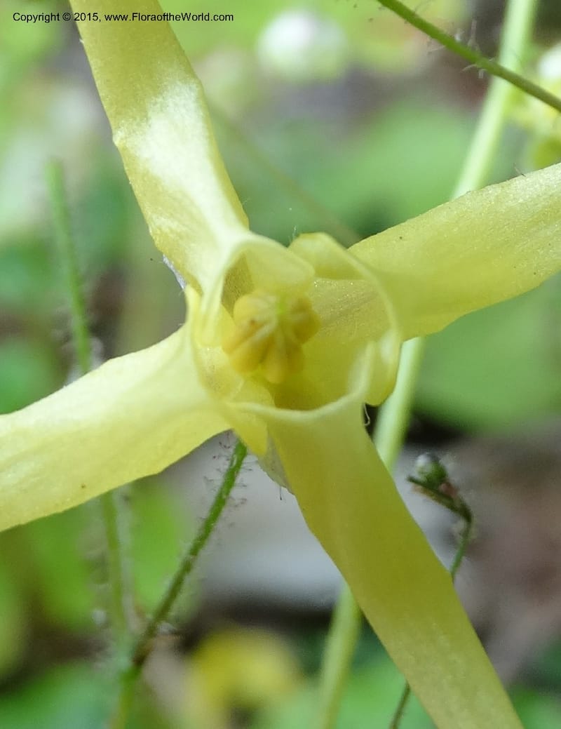 Epimedium, Boufford, D 43586--China. Sichuan. Tudiling Tunnel. 6 May 2014. DSC03860 (201).JPG
