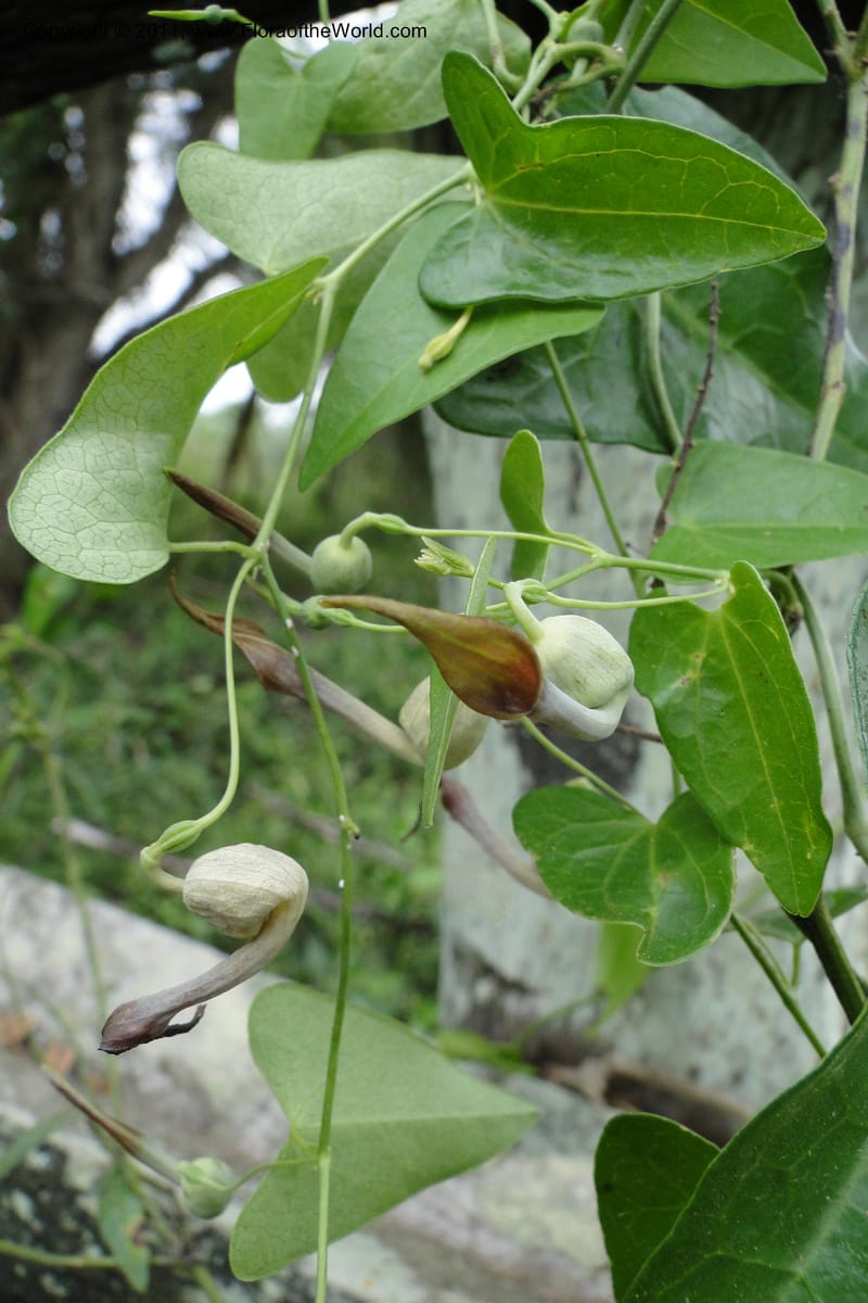 Aristolochia rojasiana, W. D. Stevens 31016--Paraguay. Edo. Pres. Hayes. Rta. 9. 13 Mar 2011. 210 (25).jpg