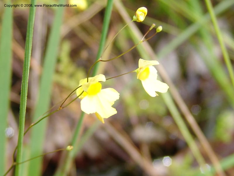 Utricularia subulata, GWalters1646--Gabon. Prv. Estuaire. Mondah For. 16 Apr 06. 107.jpg