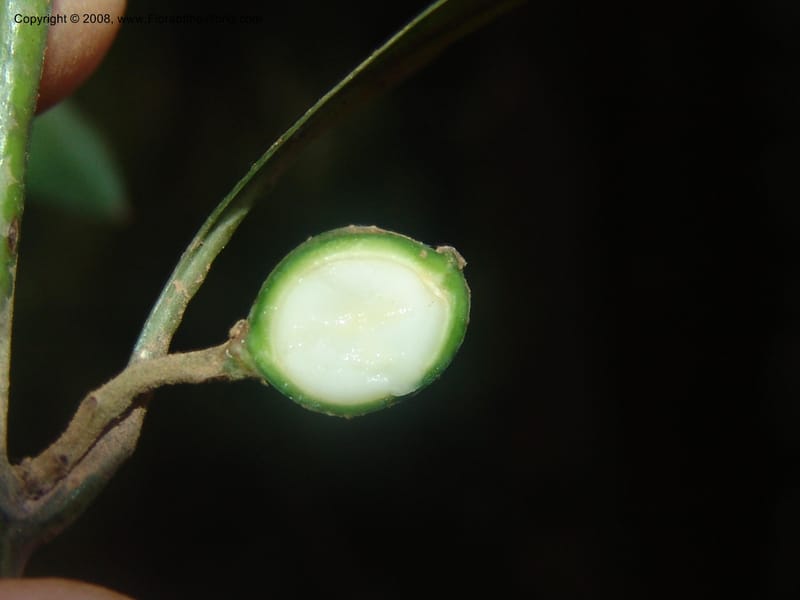 Xymalos monospora--So.Africa. Mpumal. Moodie Mts.  18 Mch 05. 362.jpg