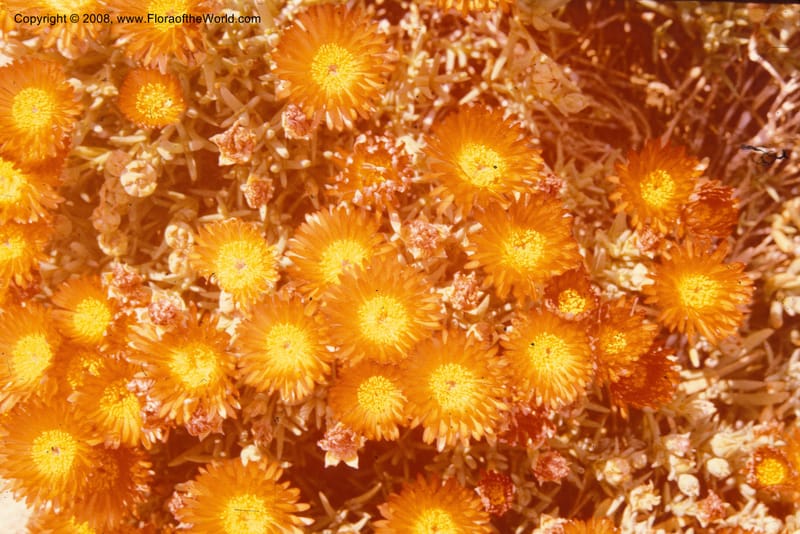 Lampranthus aurantiacus, 19010--CA. Huntington Bot. Garden. Apr 74. 003.jpg