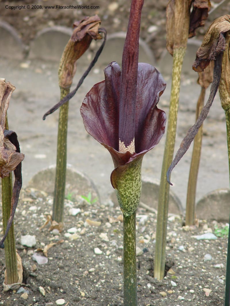 Amorphophallus rivieri--France. Paris. Jardin des Plantes. 30 May 03. 015.jpg