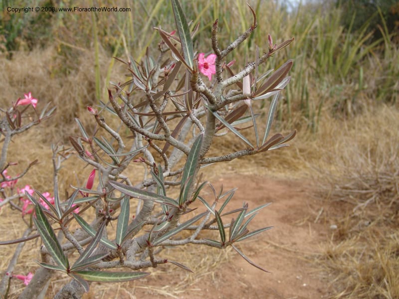 Adenium obesum--Tanzania. Hwy B1, 25 km SE of Kifaru. 28 Jun 04. 296.jpg