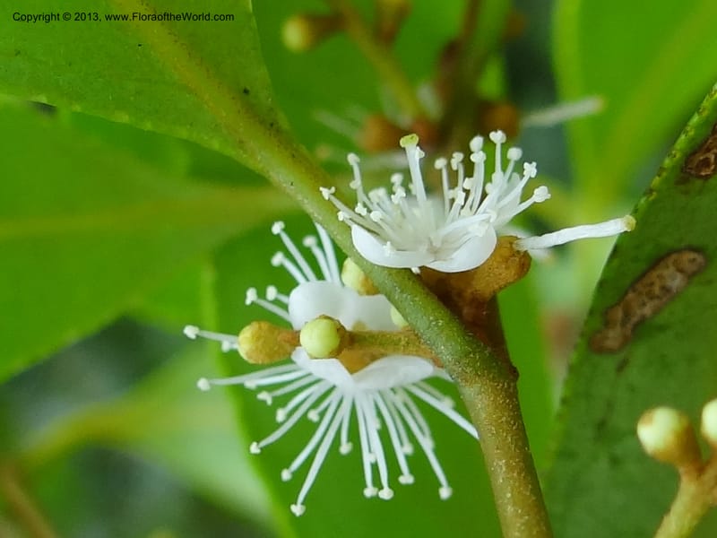 Symplocos, S.98876--Malaysia, Sarawak. Kubah Nat. Park. 28 Mar 2012. DSC05973 (138).JPG