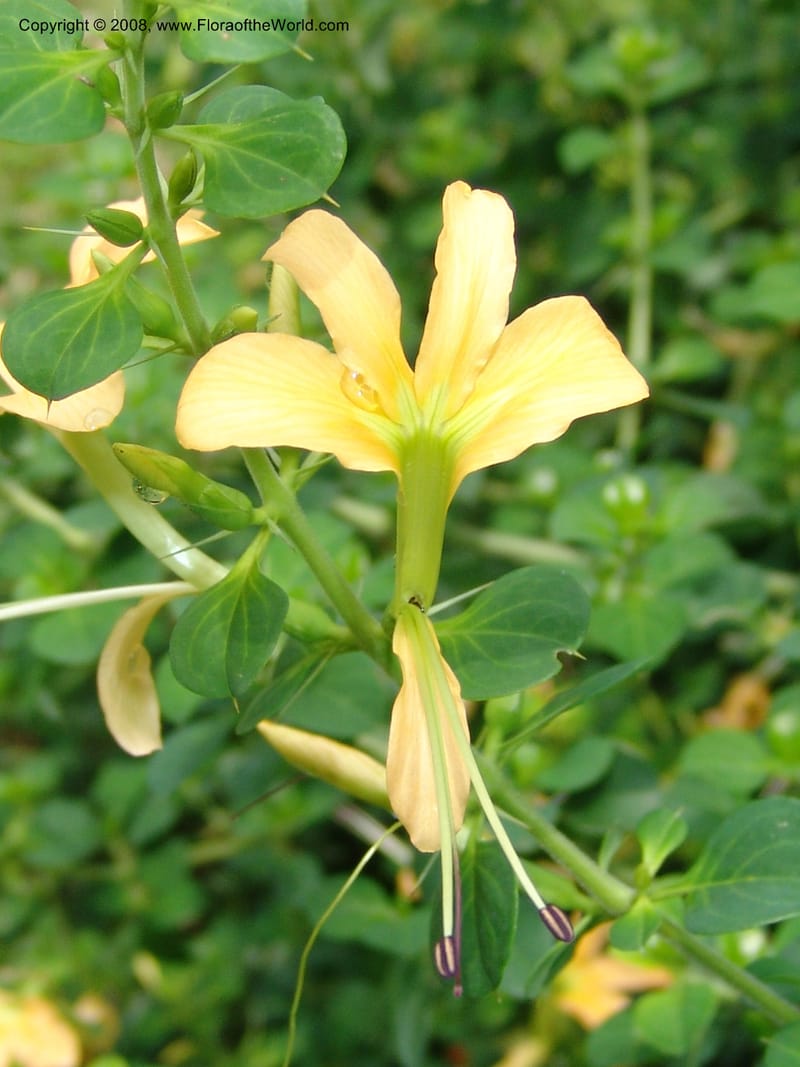 Barleria rotundifolia--So. Africa. Lowveld Nat. Bot. Gard. 14 Mch 05. 228.jpg
