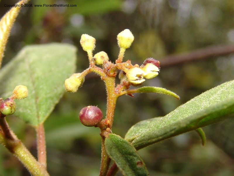 Rhamnus--Peru. Macchu Pichu. 23 Oct 07. 174.jpg
