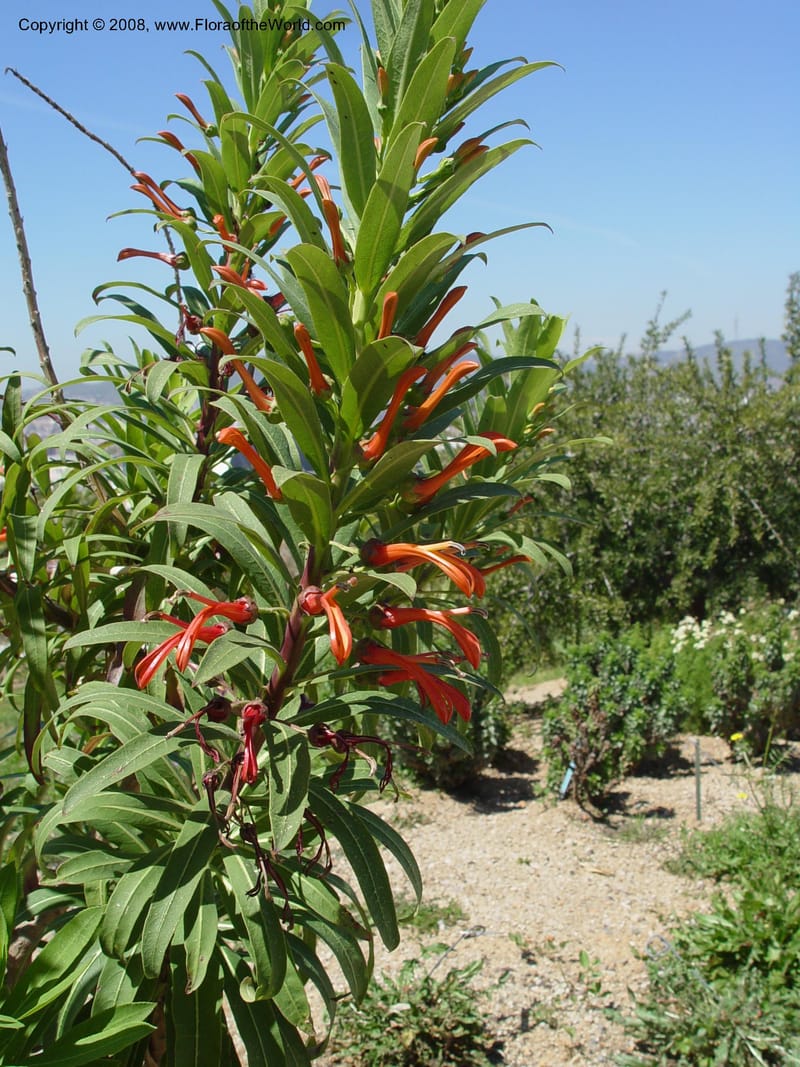 Lobelia excelsa, 1999.01144--Spain. Barcelona Botanic Garden. 21 Apr 04. 121.jpg