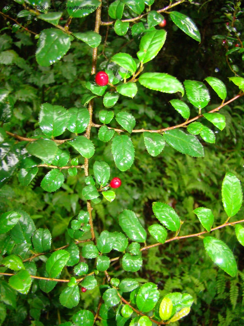 Rhamnus prinoides, RGereau7029--Tanz. Mbeya Rural Distr. Ngozi Crater. 26 Jan 08. 060.jpg