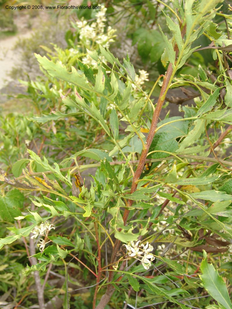 Lomatia fraxinifolia, s.n.--CA. San Francisco Arboretum. 9 Aug 07. 479.jpg