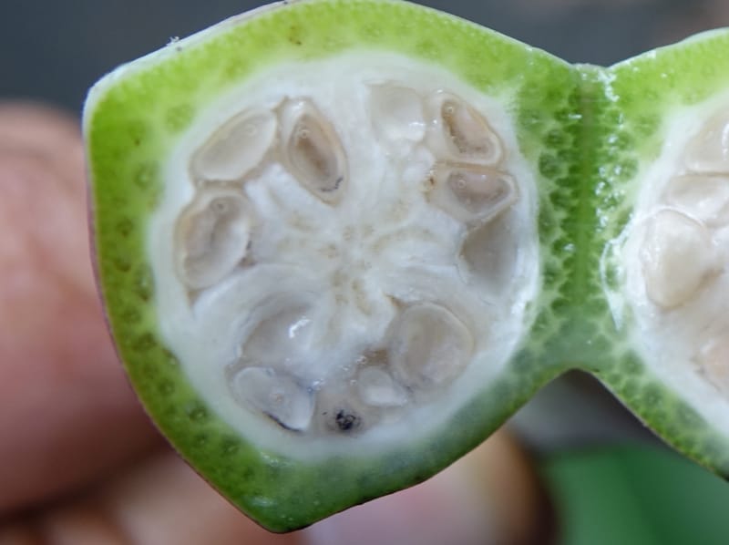 Musa formosana, Chung Kuo-Fang 3351--Taiwan. Wulai Distr. Wulai village. Hsing Hsian Trail. 19 May 2016. DSC03046 (154).JPG