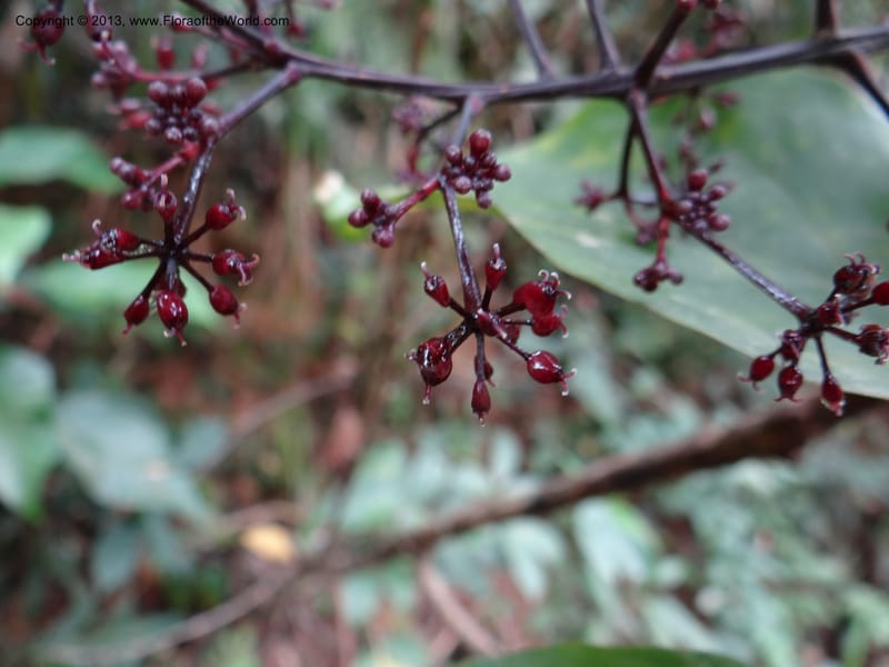 Polyscias purpurea, Gray, B 9640--Australia. Queensland. Mt. Lewis Rd., Mt. Lewis. 13 Nov 2013. DSC08352 (36).JPG