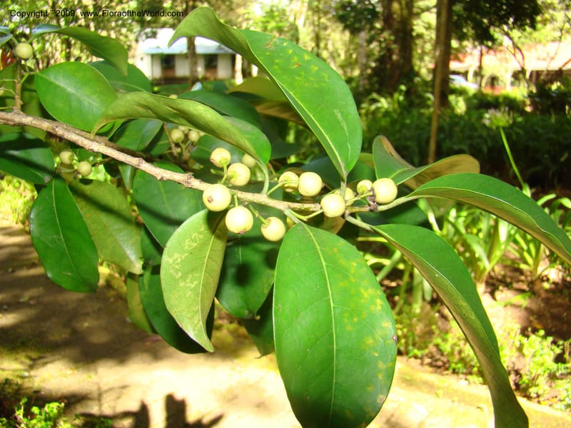 Ilex, WDStevens27281--Nicaragua. Matagalpa. Hotel Selva Negra. 16 Jun 08. 043.jpg