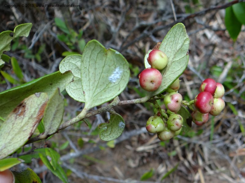 Ugni molinae, W. D. Stevens 34078--Chile, R N  Los Queules, 15 Feb 2013  8057 (3).JPG