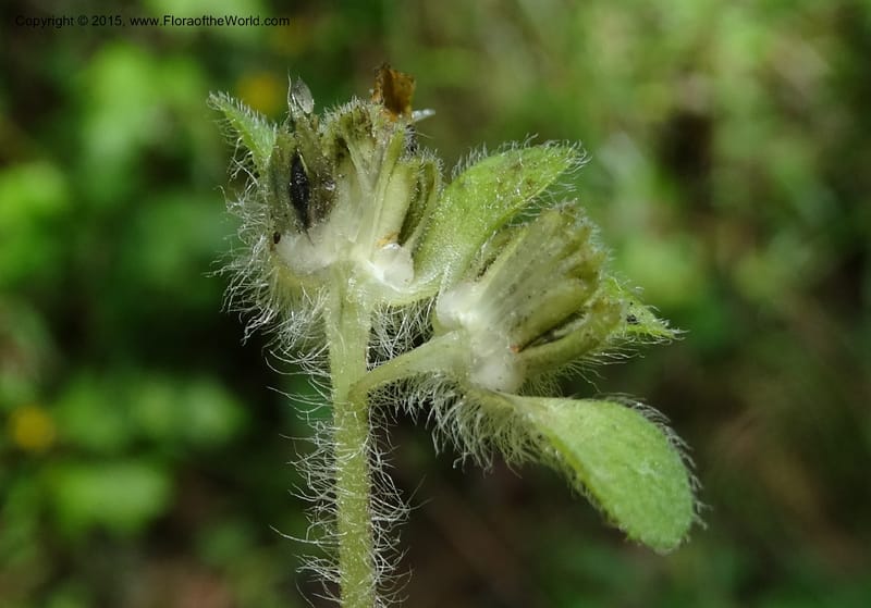 Chrysogonum virginianum, Davidson, C 13044--South Carolina. Oconee Co. Brasstown Cr. 19 May 2015. DSC06413 (21).JPG