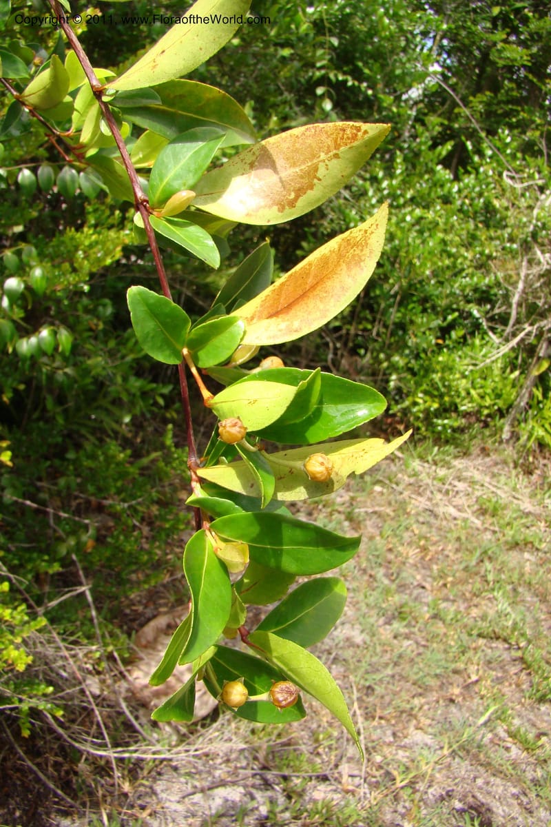 Psorospermum lanceolatum, Razafindraibe 191--Madagascar. Prov. Fianarantsoa. RN 12. 14 Jan 09. 043 (4).jpg