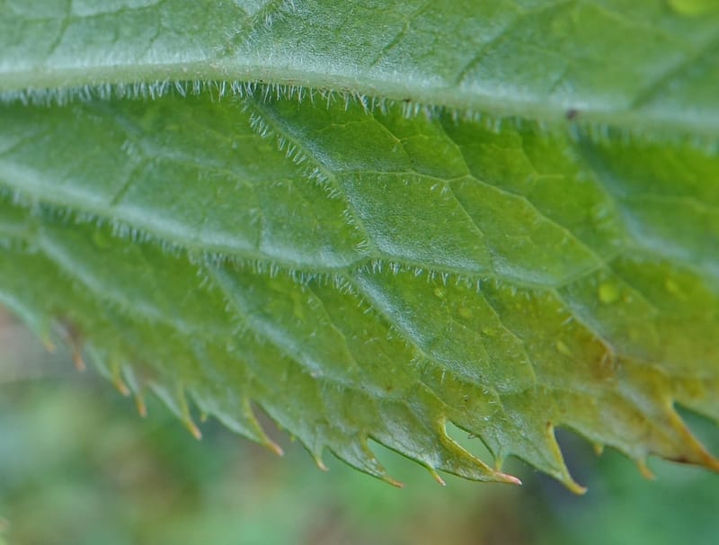 Podophyllum hexandrum, D. Boufford 43981--China. Yunnan. Tianbao Shan. 10 Aug 2017.  (270).JPG