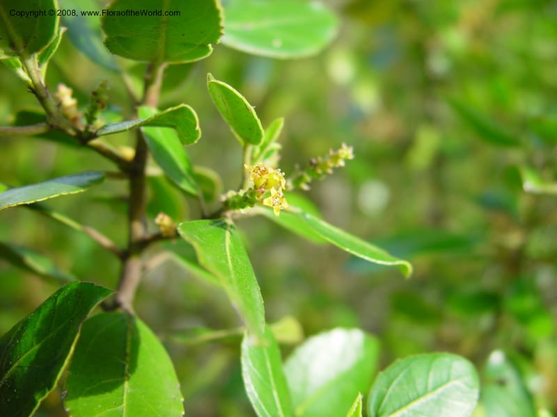 Rhamnus alaternus--Italy. Abruzzo. Hillside above Popoli. 6 May 03. 079.jpg