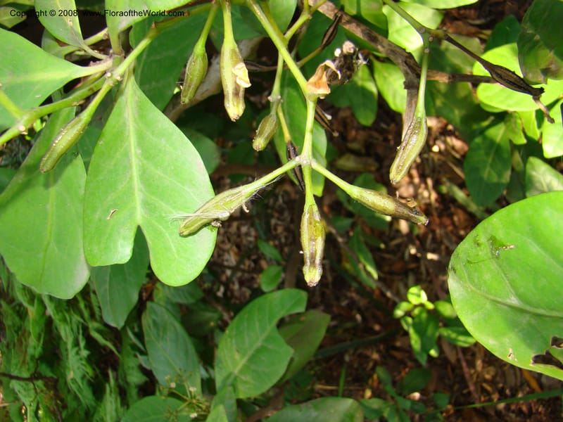 Pisonia umbellifera--Australia. Royal Botanic Garden, Melbourne. 19-20 Mch 08. 062.jpg