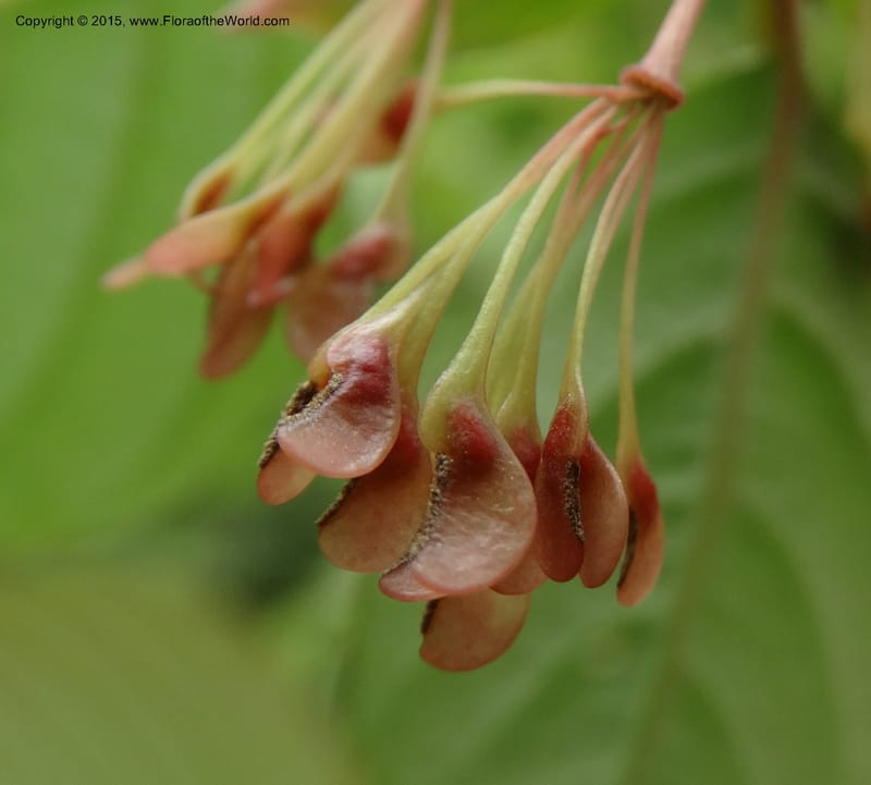 Euptelea pleiosperma, Boufford, D 43587--China. Sichuan. Tudiling Tunnel. 6 May 2014. DSC03860 (137).JPG