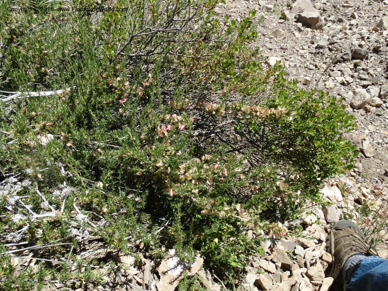 Tetraglochin alatum, Davidson, C 12788--Chile. Ruta 115, to Laguna del Maule. 24 Nov 2014. DSC07486 (309).JPG