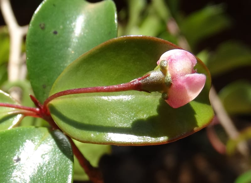 Archirhodomyrtus, Callmander, M 1272--New Caledonia. PinPin. 20 Nov 2015. DSC03938 (242).JPG