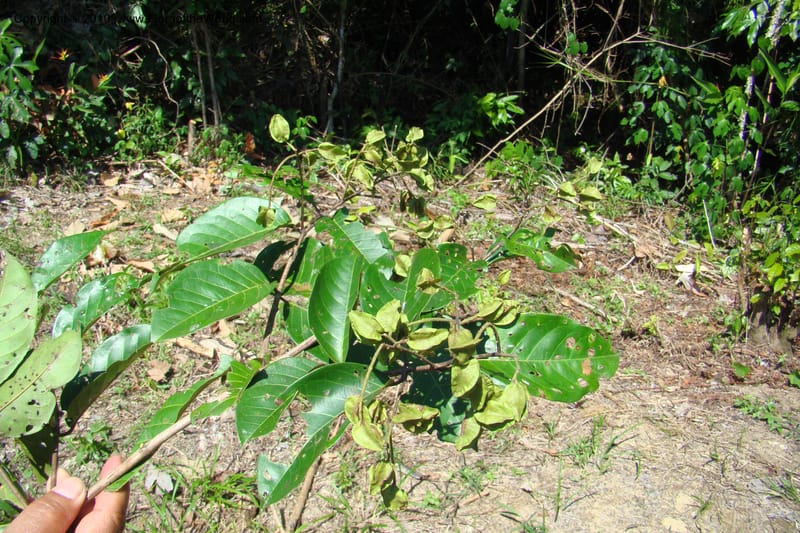 Combretum, Vasquez 34751--Peru. Loreto. Dist. Nauta. Miraflores, Rio Tigre. 9 Nov 08. 242.jpg