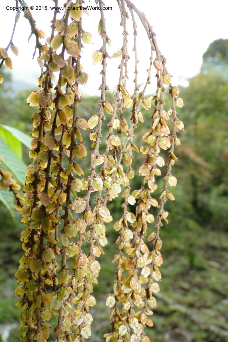 Rhoiptelea chiliantha, Regalado 1809--Viet Nam. Trail to Siu Chai Commune. 5 May 2011. 306 (4).jpg
