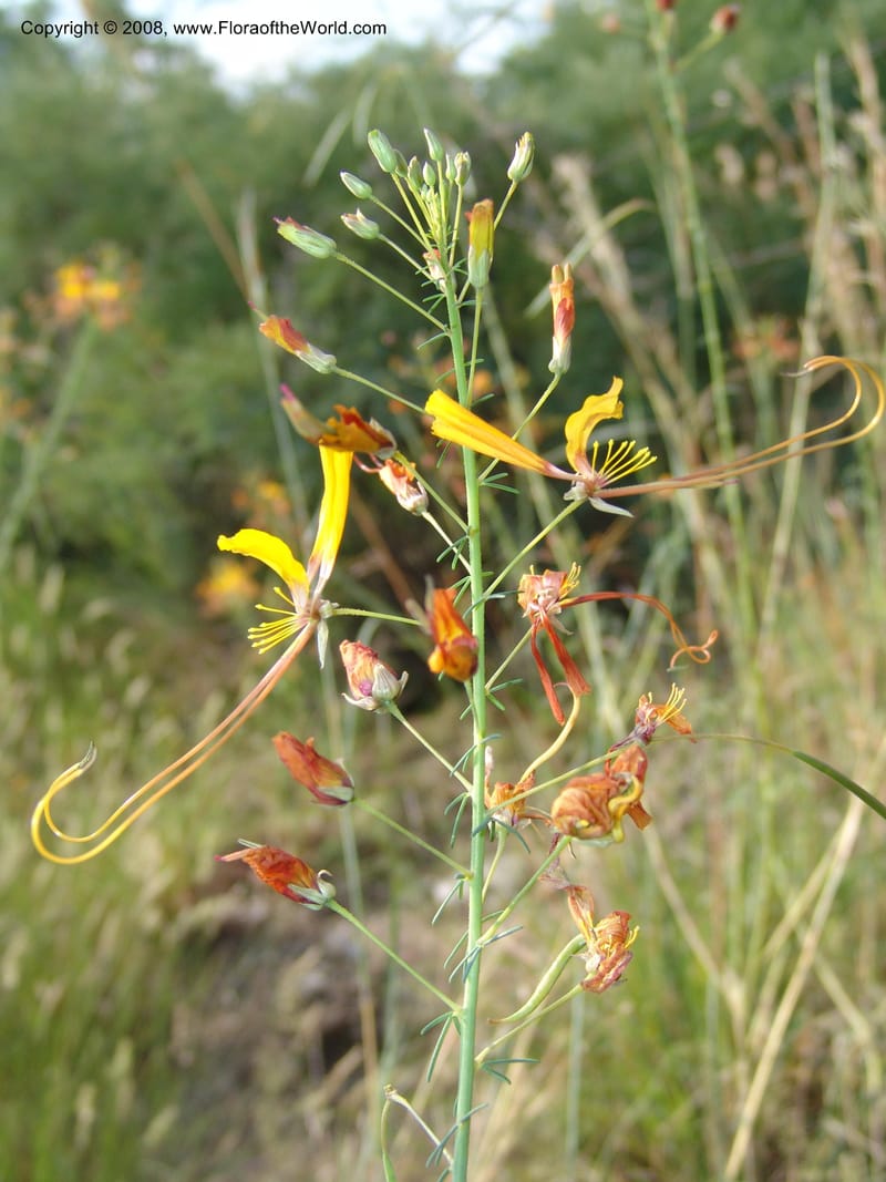 Cleome angustifolia--So.Africa. Mpumal. R577 N of Lydenburg. 16 Mch 05. 075.jpg
