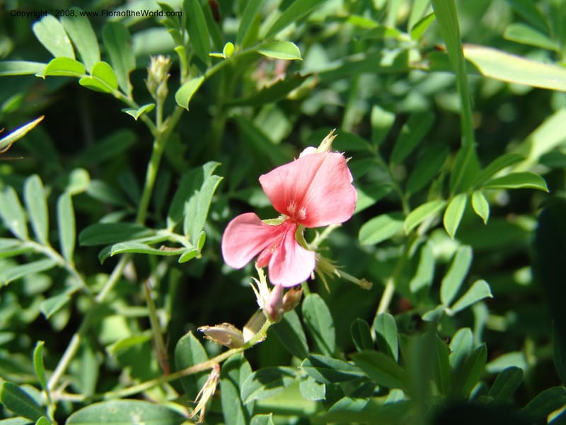 Indigofera miniata--TX. Johnson Wildflower Center. 13 Jun 04. 001.jpg