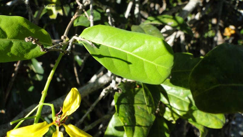 Tristellateia madagascariensis, N. Manjato 157--Madagascar. Mania River. 1 May 2010 068 (5).jpg