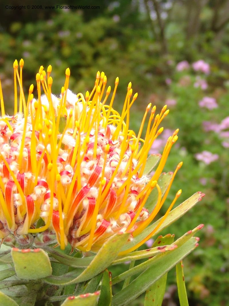 Leucospermum erubescens, 1993.0296--CA. San Francisco Arbor. 3 Jul 07. 171.jpg