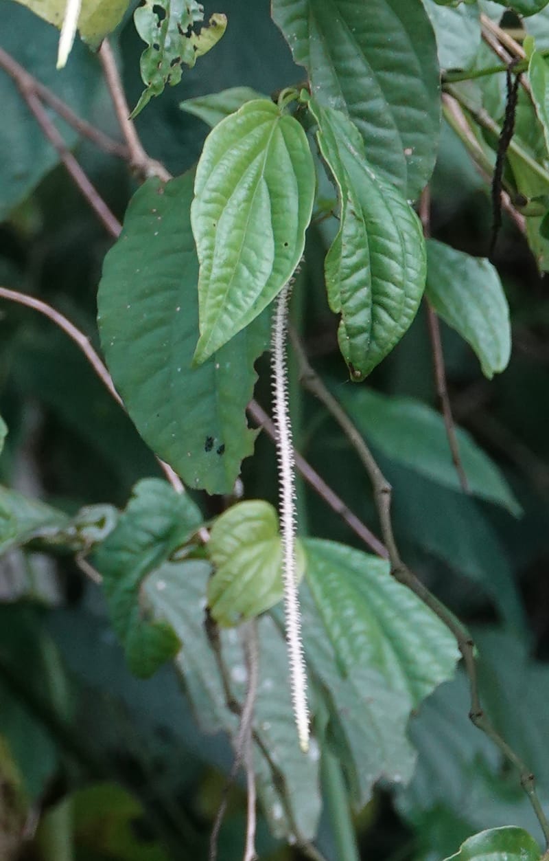 Piper bonii, D. Boufford 44107--China. Yunnan. Lao jun Shan. 30 Apr 2018. DSC00424 (386).JPG