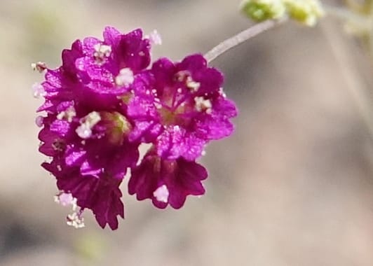 Boerhavia diffusa var. leiocarpa, Fortunato 13150--Argentina. S. of San Augustin. Las Bretes. 8 Feb 2018. DSC09370 (227).JPG