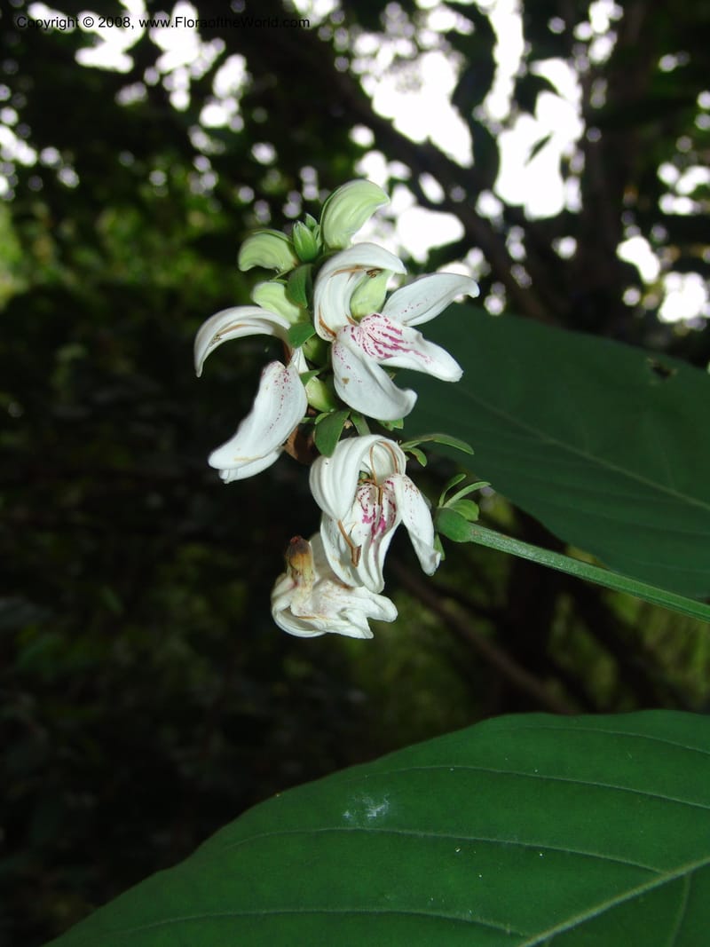 Justicia adhatodoides--So. Africa. Lowveld Nat. Bot. Gard. 14 Mch 05. 081.jpg