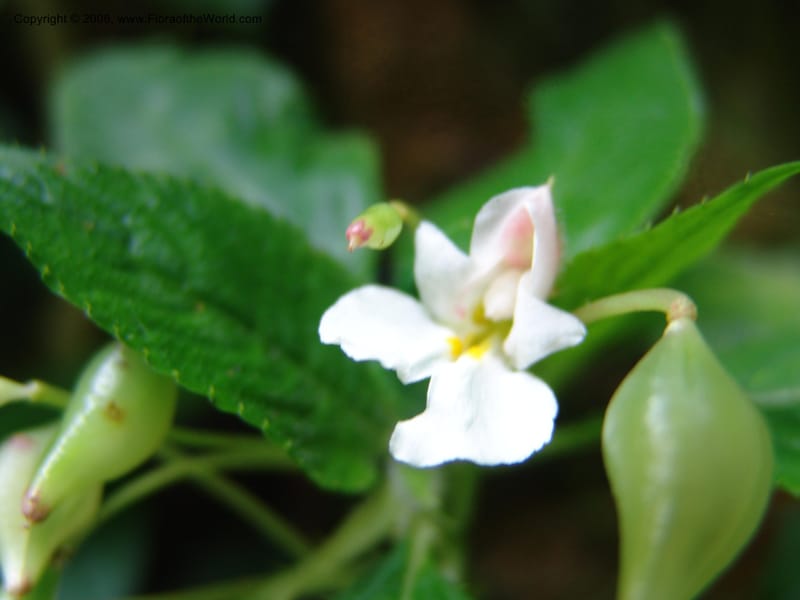 Impatiens burtonii cf--Kenya. Kakamega Forest. Rondo Retreat Ctr. 8 Jul 04. 101.jpg