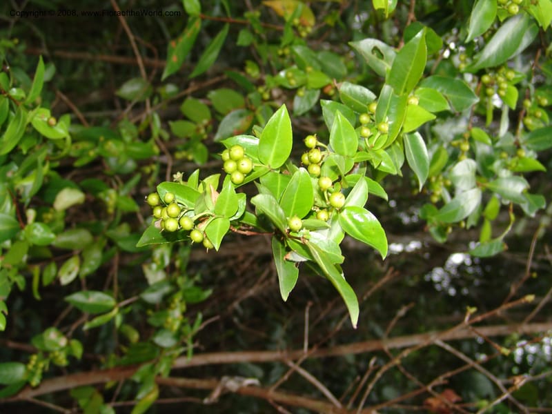 Psorospermum revolutum, RRanaivojaona1379--Madag. Toliara. Mandena Centr. Res. Ecol. 18 Jan 06. 031.jpg