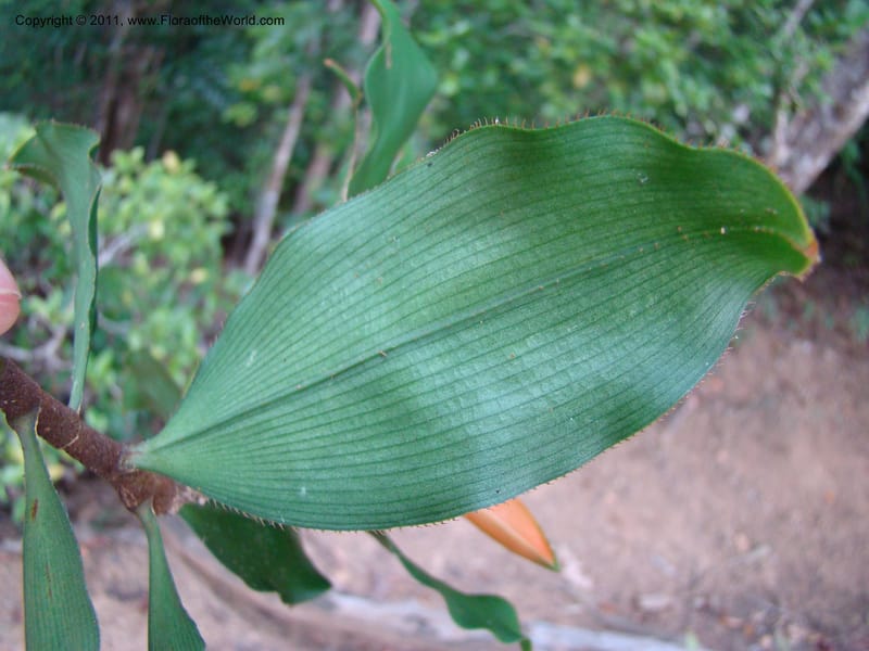 Freycinetia, Munzinger, J 4869--New Caledonia,  Dogny, 19 Nov 2007, 68 (5).jpg