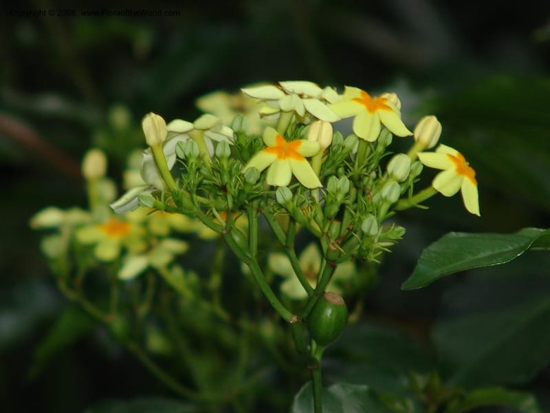 Mussaenda arcuata--So. Africa. Lowveld Nat. Bot. Gard. 14 Mch 05. 364.jpg