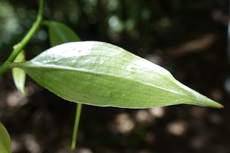 Petermannia cirrosa, Davidsonm C 13363--Australia. Qld. Springbrook N.P. Mt. Cougal Sect. 19 Oct 2016. DSC03346 (12).JPG