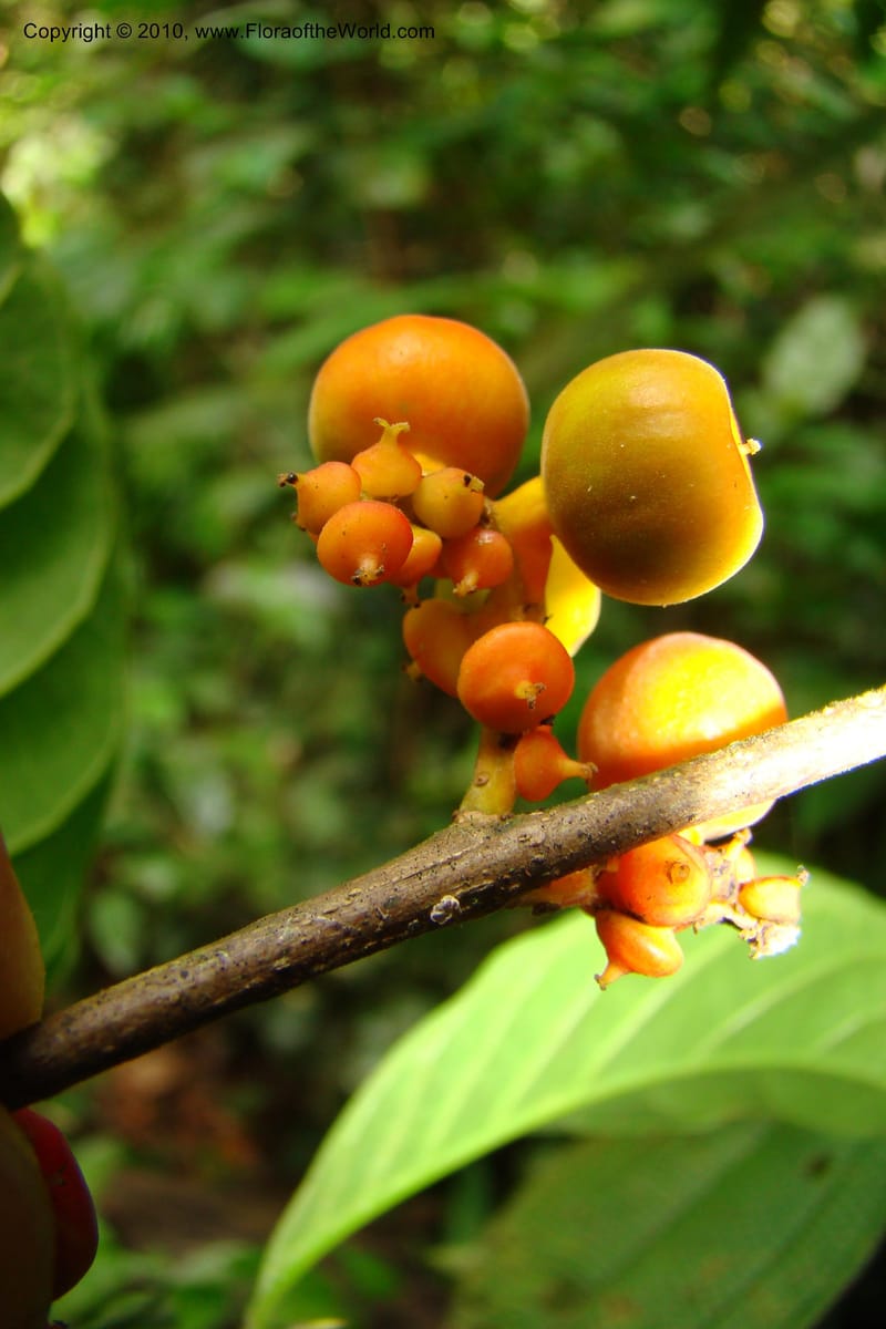 Sorocea, Vasquez 34748--Peru. Loreto. Dist. Nauta. Miraflores, Rio Tigre. 9 Nov 08. 280.jpg